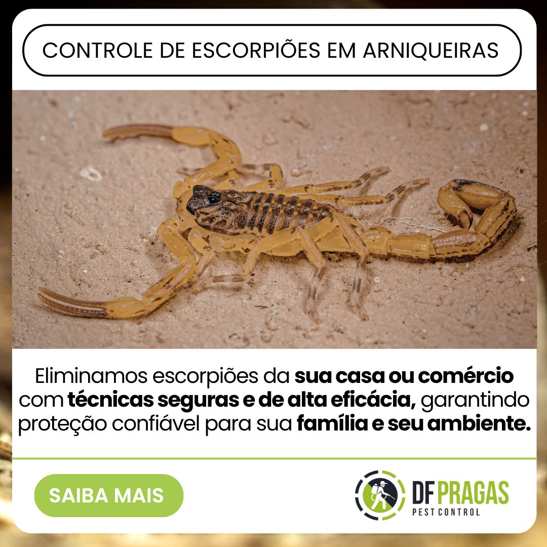 Controle de escorpiões em Arniqueiras com foco na eliminação segura de escorpiões.