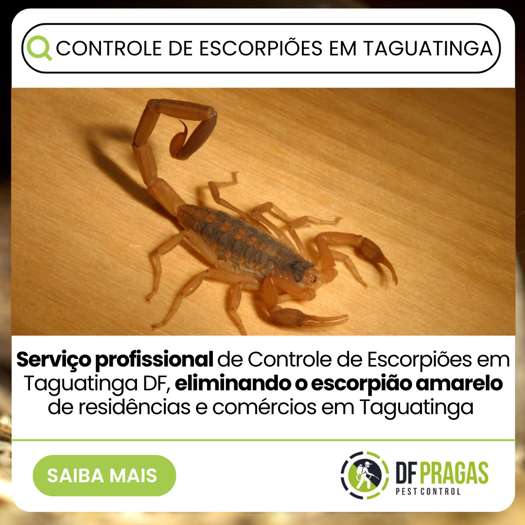 Controle de escorpiões em Taguatinga DF com serviço profissional para eliminação de escorpião amarelo em residências e comércios.