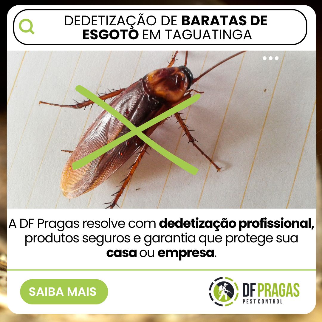 Dedetização de baratas de esgoto em Taguatinga com equipe técnica da DF PRAGAS