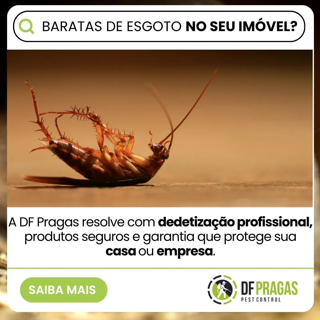 Dedetização de baratas de esgoto em Brasília realizada pela DF Pragas, com produtos registrados na Anvisa e garantia por escrito.