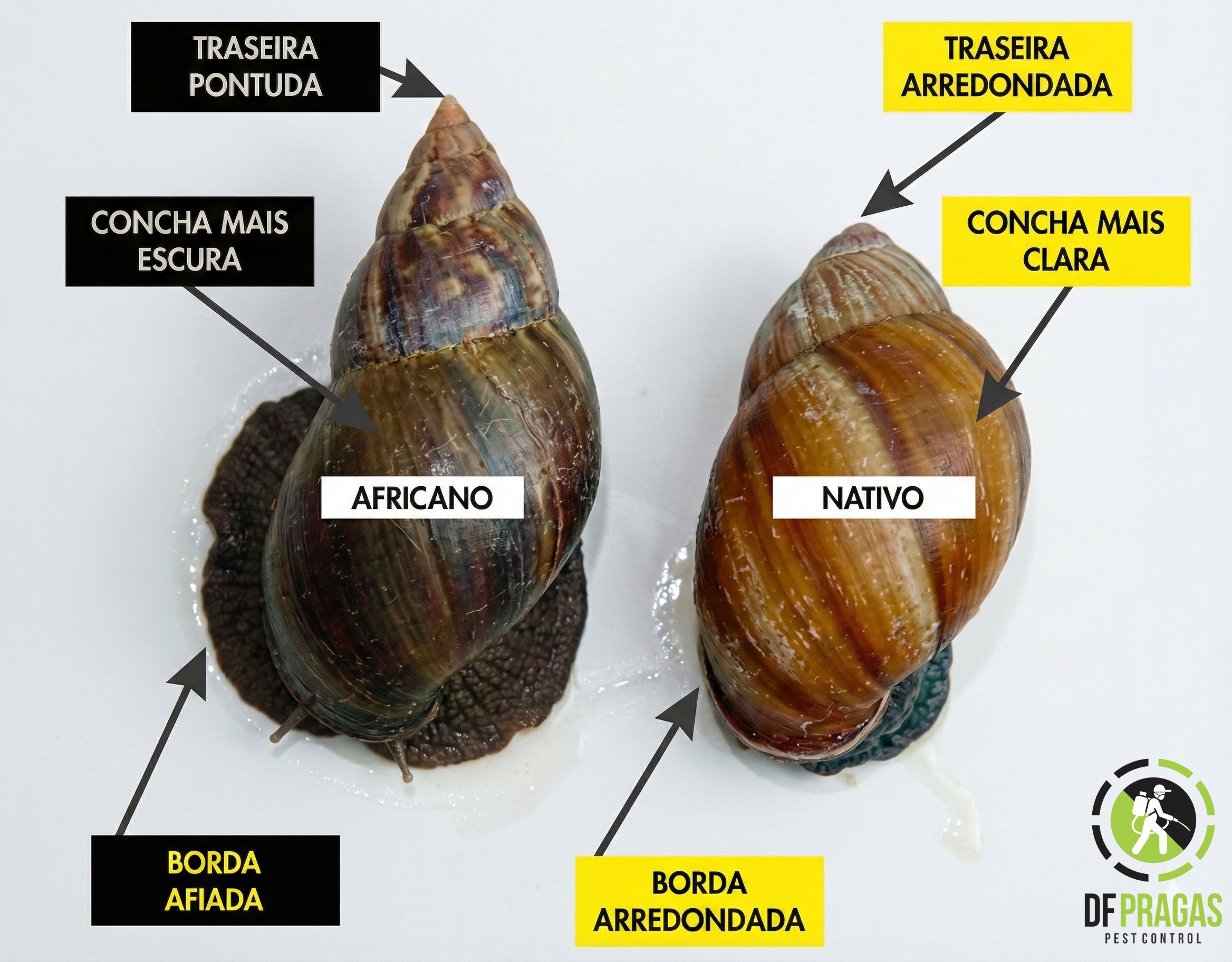 Diferença física entre caramujo africano e nativo