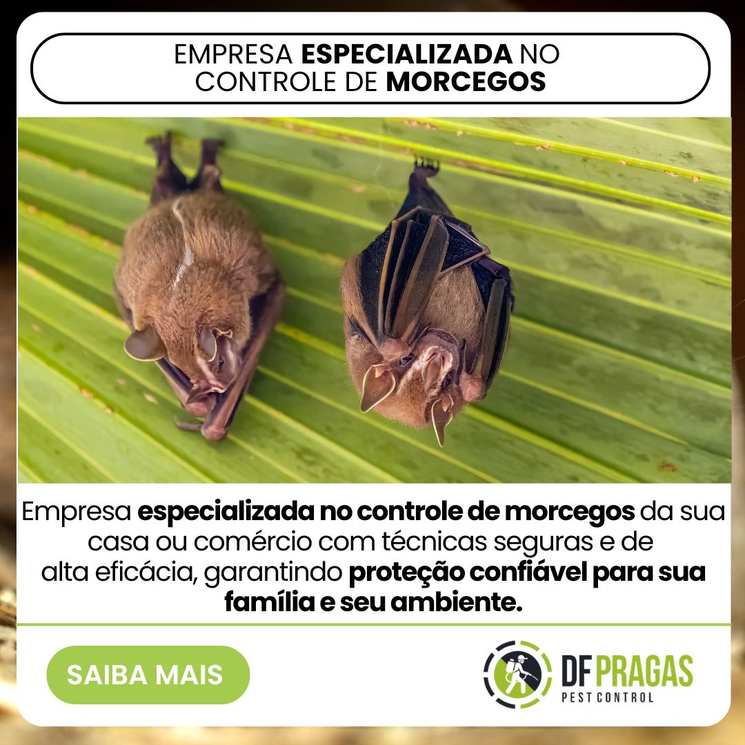 empresa especializada em controle de morcegos DF Pragas Brasília