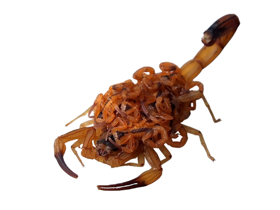 Surto de Escorpiões em Brasília