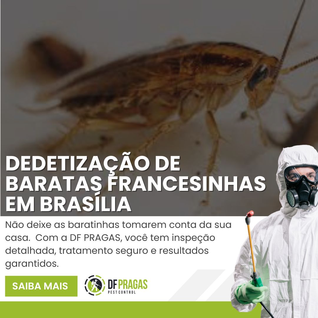 dedetização de baratas francesinhas em Brasília e cidades do DF.