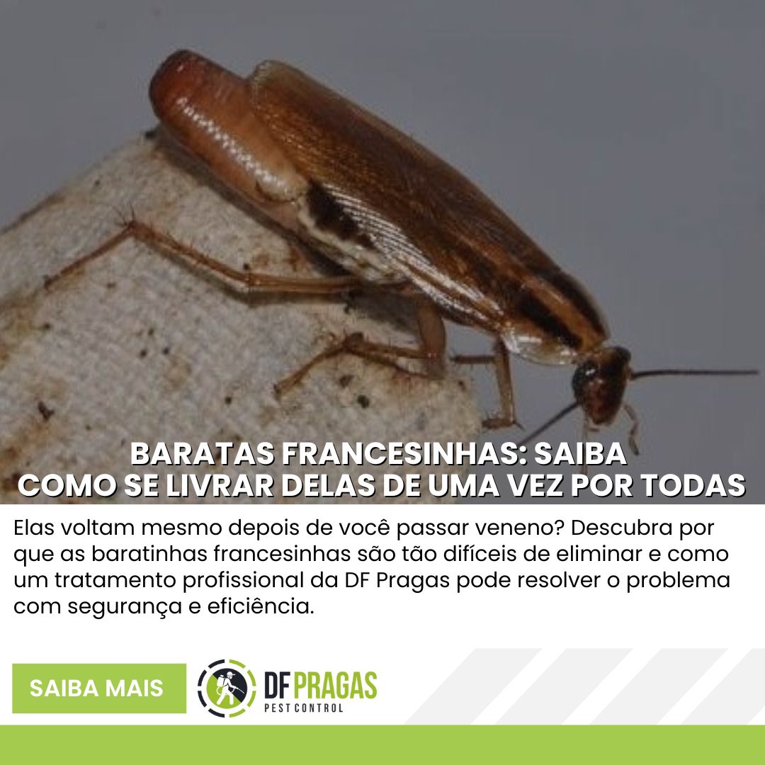 Baratas Francesinhas