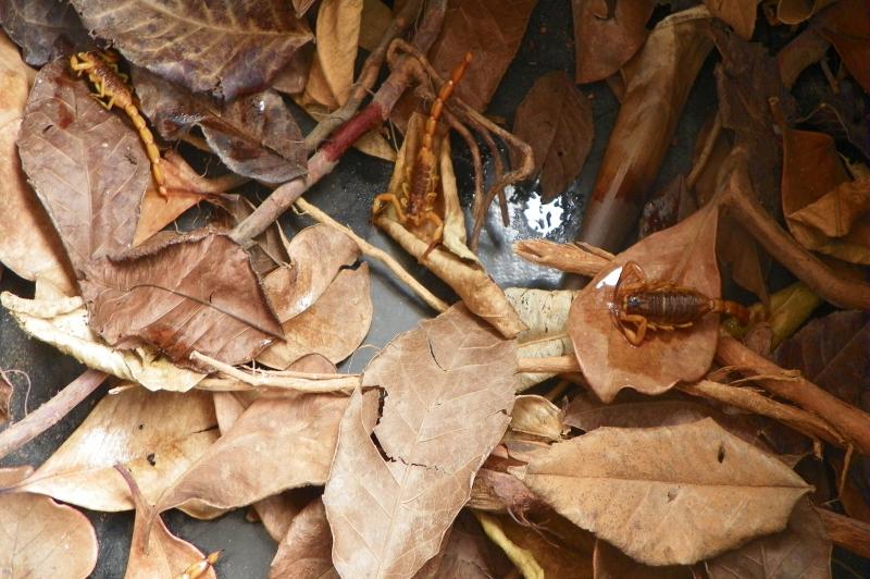 Ninhada de escorpiões amarelos nas costas da mãe.