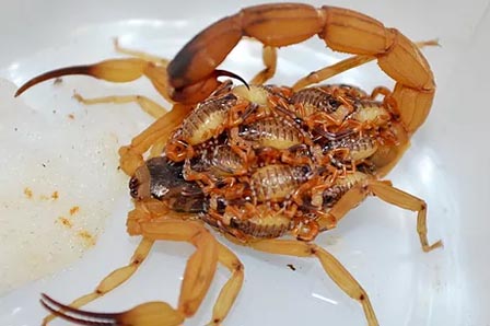 Aplicação de produto para controle de escorpiões em residência no Park Way.