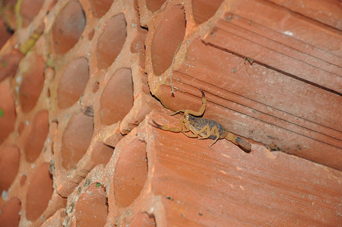 Escorpião-amarelo encontrado em parede de tijolos, ambiente típico de infestação urbana em áreas residenciais.